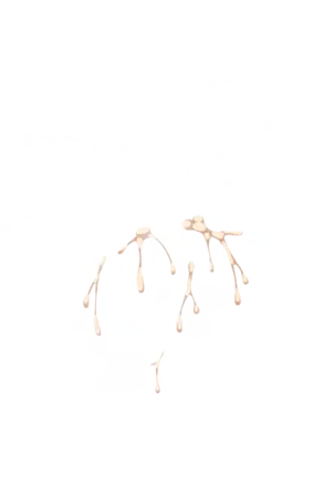 Yuuka-Chirabatta Daiyoukai no Kakera-