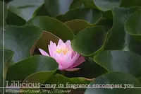 [Amano Shuninta] Sweet Exercise (Yuri Hime Wildrose 3) [English]