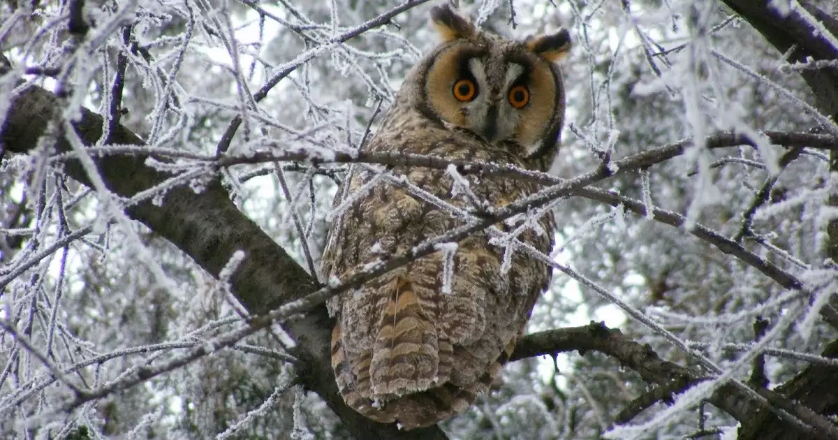 Chou à la Crème Syndrome | 泡芙症候群