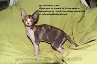 (C77) [Taiyaki Yaketa (Ikeda Shuuko)] Frontier (Persona 3 Portable) [English] [EHCOVE]